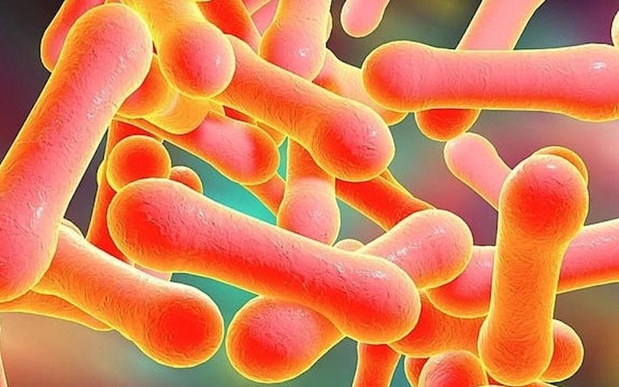 Ghi nhận ca tử vong do bạch hầu, Bộ Y tế yêu cầu khẩn trương giám sát phát hiện sớm, xử lý triệt để ổ bệnh