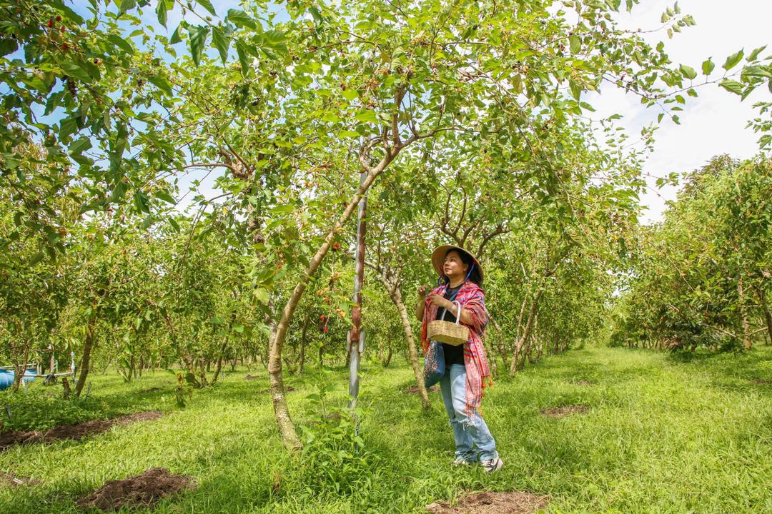 Độc đáo vườn dâu tằm hữu cơ hút khách ở miền Đông Nam Bộ