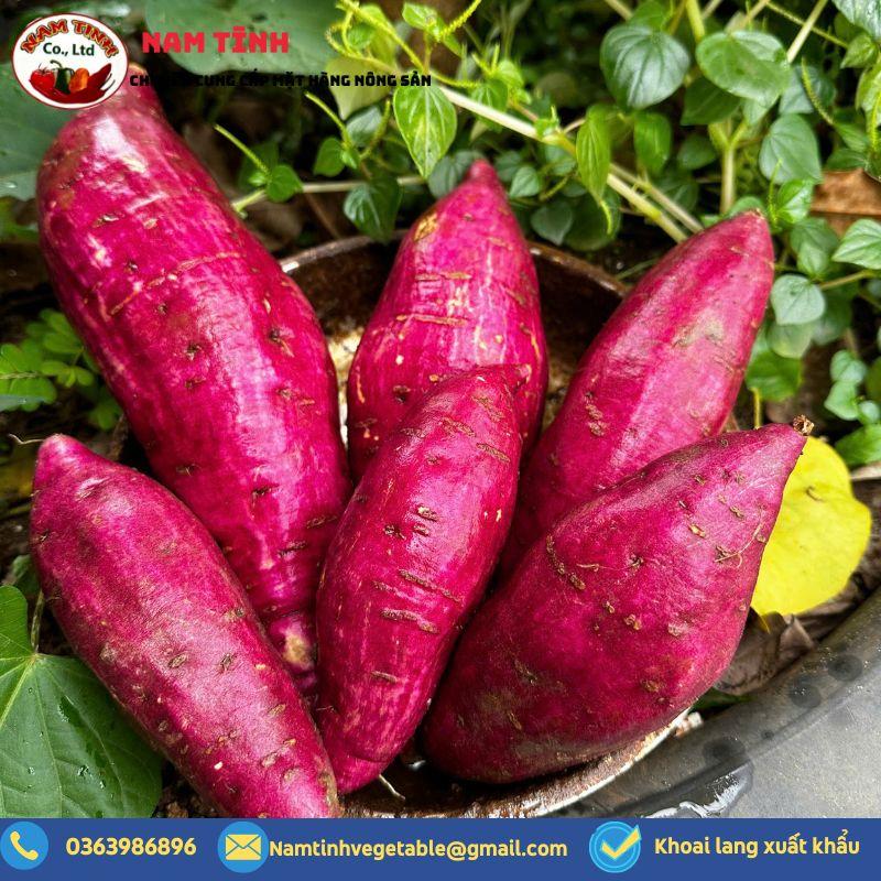 Khoai lang Nhật xuất khẩu chất lượng cao giá thành cạnh tranh